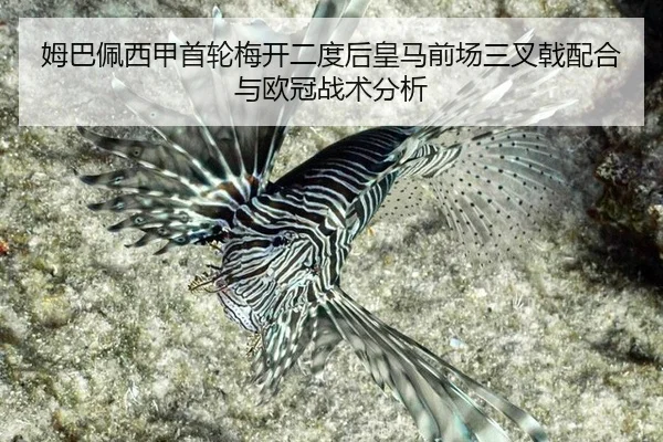 mu-ba-pei-xi-jia-shou-lun-mei-kai-er-du-hou-huang-ma-qian-chang-san-cha-ji-pei-he-yu-ou-guan-zhan-shu-fen-xi-2-825.jpg